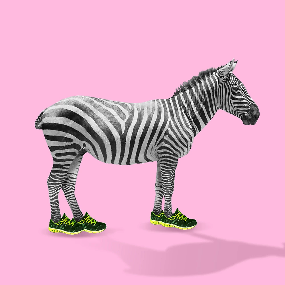 Zebra mit Turnschuhen