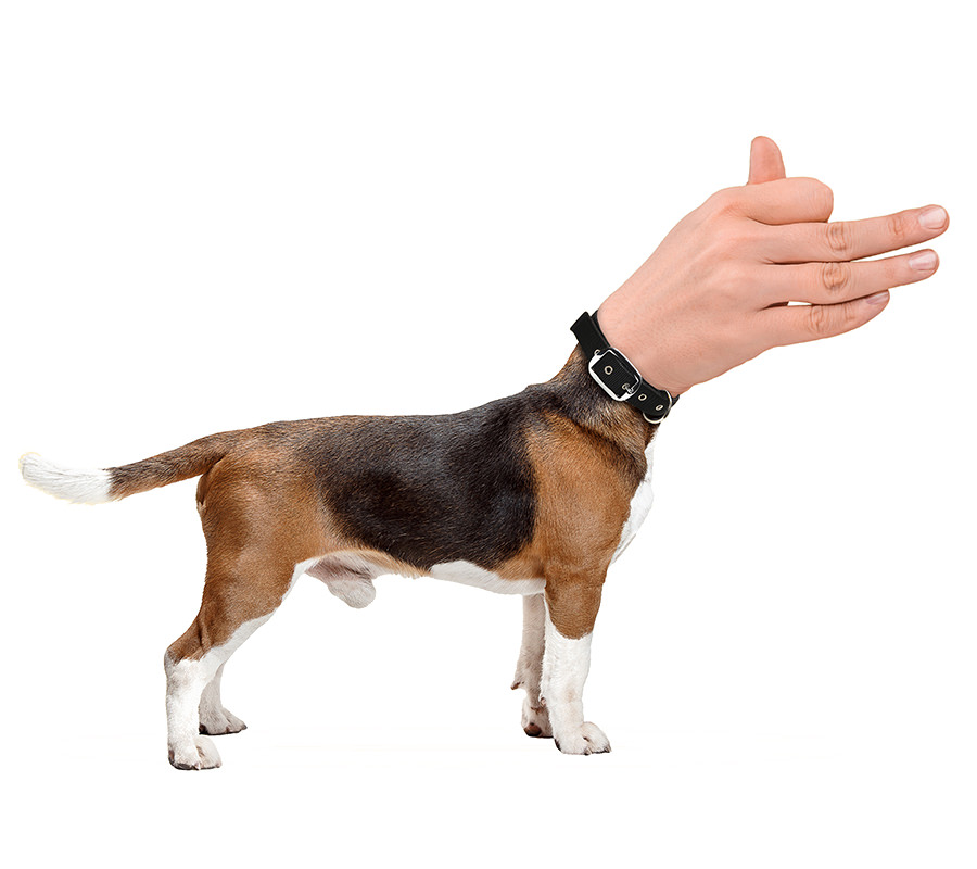 Ein Hundekörper von der Seite. Als Kopf hat er eine Hand, die den Kopf eines Hundes beim Schattenspiel darstellt.